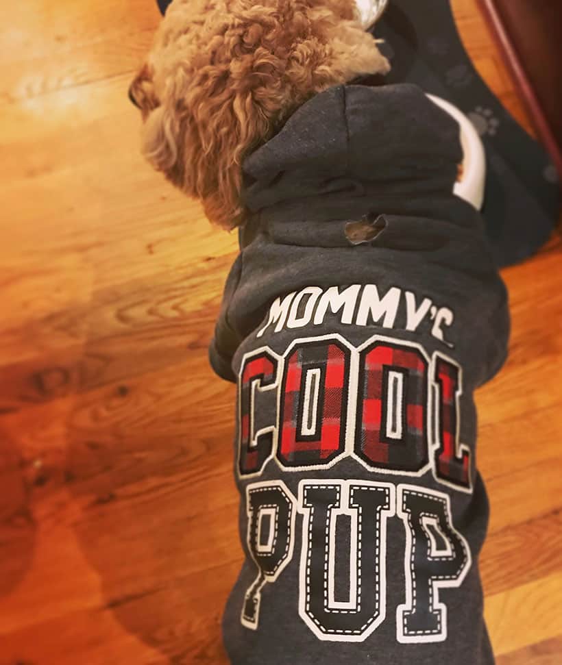 The cuteness factor for this outfit is crazy high. Even if this isn't your style, there are plenty of other outfits for your dog.